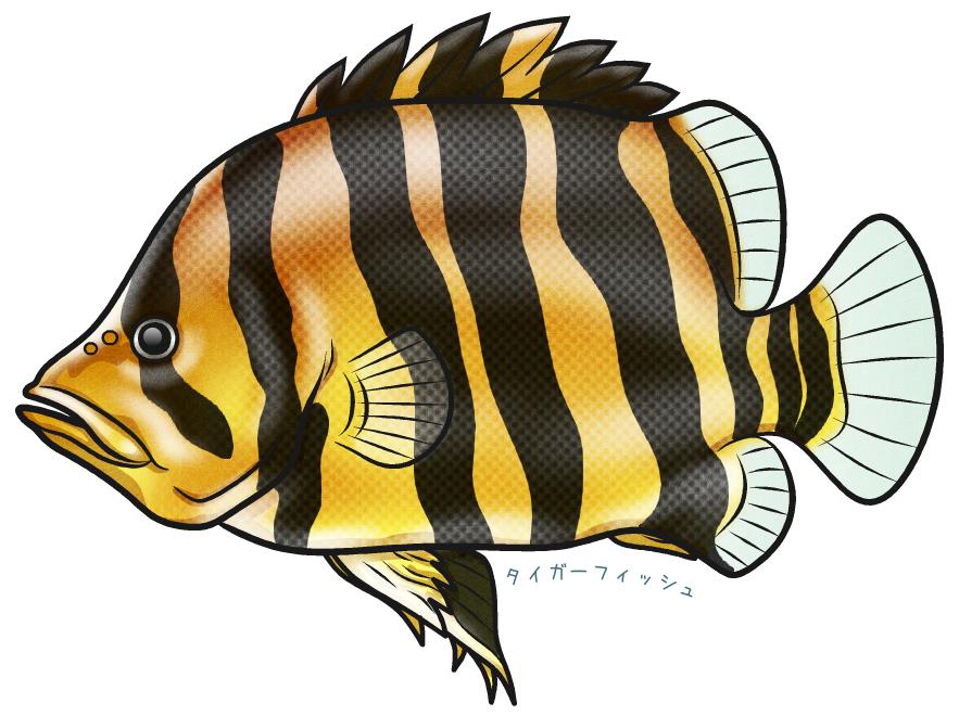 タイガーフィッシュイラスト素材 | タイガーフィッシュ