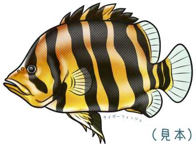 タイガーフィッシュイラスト素材(見本) | タイガーフィッシュ