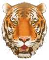 リアルな虎の顔イラスト素材 サムネ
