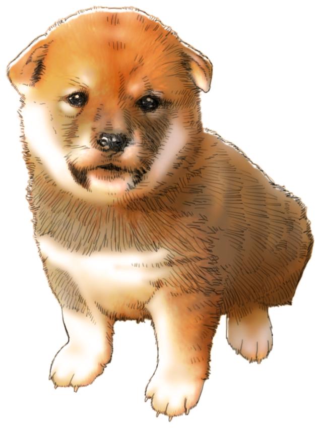 柴子犬イラスト素材 Kmsys戌年賀状イラスト素材集